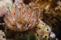 Nudibranch / Chromodoris kuniei / Tenement I, Juli 15, 2007 (1/160 sec at f / 10, 105 mm)