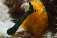 Nudibranch / Tambja victoriae / Tenement I, Juli 15, 2007 (1/160 sec at f / 10, 105 mm)