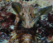 Red lionfish / Pterois volitans / Tenement I, Juli 15, 2007 (1/160 sec at f / 10, 105 mm)