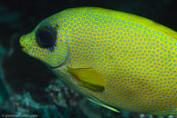 Pacific Coral Rabbitfish / Siganus corallinus / Gorgonia Hole, Juli 15, 2007 (1/160 sec at f / 10, 105 mm)