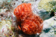 Christmas tree worm / Spirobranchus giganteus / Gorgonia Hole, Juli 15, 2007 (1/125 sec at f / 7,1, 105 mm)