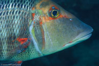 Sweetlip Emperor / Lethrinus miniatus / Gorgonia Hole, Juli 15, 2007 (1/125 sec at f / 7,1, 105 mm)