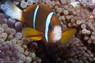 Barrier Reef Anemonefish / Amphiprion akindynos / Gorgonia Hole, Juli 15, 2007 (1/125 sec at f / 7,1, 105 mm)