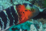 Scarlet-breasted Maori wrasse / Cheilinus fasciatus / Gorgonia Hole, Juli 15, 2007 (1/125 sec at f / 8,0, 105 mm)