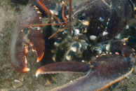 European Lobster / Homarus gammarus / Kabbelaarsrif, August 16, 2008 (1/100 sec at f / 10, 62 mm)