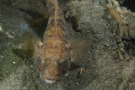 Black goby / Gobius niger / Kabbelaarsrif, August 16, 2008 (1/100 sec at f / 10, 62 mm)