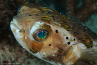 Balloonfish / Diodon holocanthus / Blue Reef Diving, März 15, 2008 (1/100 sec at f / 14, 105 mm)