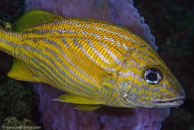 French grunt / Haemulon flavolineatum / Blue Reef Diving, März 15, 2008 (1/100 sec at f / 14, 105 mm)