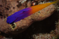 Fairy basslet / Gramma loreto / Blue Reef Diving, März 15, 2008 (1/100 sec at f / 14, 105 mm)