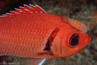 Blackbar Soldierfish / Myripristis jacobus / Blue Reef Diving, März 15, 2008 (1/100 sec at f / 14, 105 mm)