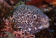 Spotted Moray / Gymnothorax moringa / Blue Reef Diving, März 15, 2008 (1/100 sec at f / 14, 105 mm)