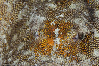 Yellow Stingray / Urolophus jamaicensis / Marina Hemingway, März 19, 2008 (1/100 sec at f / 13, 105 mm)