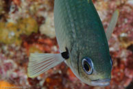 Brown Chromis / Chromis multilineata / Marina Hemingway, März 19, 2008 (1/100 sec at f / 13, 105 mm)