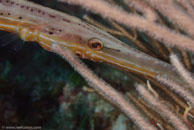 Trumpetfish / Aulostomus maculatus / Marina Hemingway, März 19, 2008 (1/100 sec at f / 13, 105 mm)