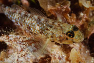 Colon Goby / Coryphopterus dicrus / Marina Hemingway, März 19, 2008 (1/100 sec at f / 13, 105 mm)