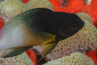 Bicolor Damselfish / Stegastes partitus / Marina Hemingway, März 19, 2008 (1/100 sec at f / 13, 105 mm)