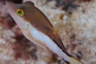 Sharpnose Puffer / Canthigaster rostrata / Marina Hemingway, März 19, 2008 (1/100 sec at f / 13, 105 mm)