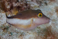 Sharpnose Puffer / Canthigaster rostrata / Marina Hemingway, März 19, 2008 (1/100 sec at f / 13, 105 mm)