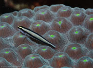 Cleaning Goby / Elacatinus genie / Marina Hemingway, März 19, 2008 (1/100 sec at f / 13, 105 mm)