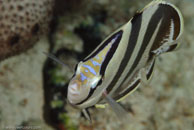 Banded Butterflyfish / Chaetodon striatus / Marina Hemingway, März 19, 2008 (1/100 sec at f / 13, 105 mm)