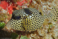 Spotted Trunkfish / Lactophrys bicaudalis / Marina Hemingway, März 19, 2008 (1/100 sec at f / 13, 105 mm)