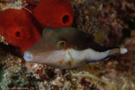 Sharpnose Puffer / Canthigaster rostrata / Marina Hemingway, März 19, 2008 (1/100 sec at f / 13, 105 mm)