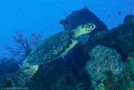 Hawksbill turtle / Eretmochelys imbricata / Paraiso Perdito, März 23, 2008 (1/80 sec at f / 10, 60 mm)