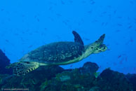 Hawksbill turtle / Eretmochelys imbricata / Paraiso Perdito, März 23, 2008 (1/80 sec at f / 10, 60 mm)