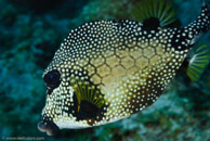 Smooth Trunkfish / Rhinesomus triqueter / Paraiso Perdito, März 23, 2008 (1/80 sec at f / 10, 62 mm)