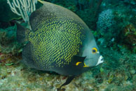 French Angelfish / Pomacanthus paru / Paraiso Perdito, März 23, 2008 (1/80 sec at f / 10, 55 mm)