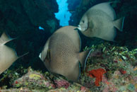 Gray angelfish / Pomacanthus arcuatus / Las Cuevas de Pipo, März 24, 2008 (1/80 sec at f / 7,1, 32 mm)