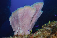 Azure Vase Sponge / Callyspongia plicifera / Las Cuevas de Pipo, März 24, 2008 (1/80 sec at f / 7,1, 24 mm)