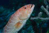 Tiger grouper / Mycteroperca tigris / Las Cuevas de Pipo, März 24, 2008 (1/80 sec at f / 7,1, 62 mm)