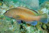 Coney / Cephalopholis fulva / Las Cuevas de Pipo, März 24, 2008 (1/80 sec at f / 7,1, 62 mm)