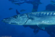 Great barracuda / Sphyraena barracuda / El Salon de Maria, März 25, 2008 (1/100 sec at f / 9,0, 105 mm)