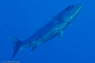 Great barracuda / Sphyraena barracuda / El Salon de Maria, März 25, 2008 (1/100 sec at f / 9,0, 105 mm)