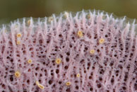 Covered with Sponge Zoanthids, / Pink Vase Sponge Niphates digitalis / El Salon de Maria, März 25, 2008 (1/100 sec at f / 9,0, 105 mm)