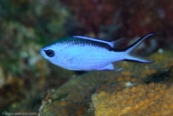 Blue Chromis / Chromis cyanea / El Salon de Maria, März 25, 2008 (1/100 sec at f / 10, 105 mm)