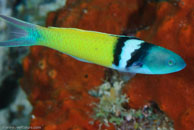 Bluehead / Thalassoma bifasciatum / El Salon de Maria, März 25, 2008 (1/100 sec at f / 13, 105 mm)