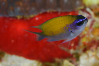 Sunshinefish / Chromis insolata / El Valle del Coral, März 25, 2008 (1/100 sec at f / 13, 105 mm)