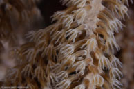Knobby Sea Rod / Eunicea spp. / El Valle del Coral, März 25, 2008 (1/100 sec at f / 13, 105 mm)
