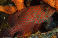 Graysby / Cephalopholis cruentata / El Valle del Coral, März 25, 2008 (1/100 sec at f / 13, 105 mm)