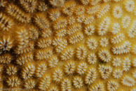 Elliptical Star Coral / Dichocoenia stokesi / El Valle del Coral, März 25, 2008 (1/100 sec at f / 13, 105 mm)