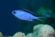 Blue Chromis / Chromis cyanea / El Valle del Coral, März 25, 2008 (1/100 sec at f / 13, 105 mm)