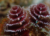 Christmas tree worm / Spirobranchus giganteus / El Valle del Coral, März 25, 2008 (1/100 sec at f / 13, 105 mm)