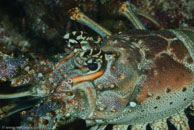 Caribbean spiny lobster / Panulirus argus / El Valle del Coral, März 25, 2008 (1/100 sec at f / 13, 105 mm)
