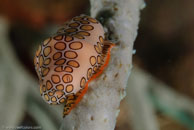 Flamingo Tongue / Cyphoma gibbosum / El Valle del Coral, März 25, 2008 (1/100 sec at f / 13, 105 mm)