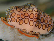 Flamingo Tongue / Cyphoma gibbosum / El Valle del Coral, März 25, 2008 (1/100 sec at f / 13, 105 mm)