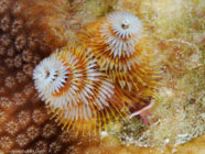 Christmas tree worm / Spirobranchus giganteus / El Valle del Coral, März 25, 2008 (1/100 sec at f / 13, 105 mm)