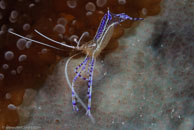 Pederson Cleaner Shrimp / Periclimenes pedersoni / El Valle del Coral, März 25, 2008 (1/100 sec at f / 13, 105 mm)